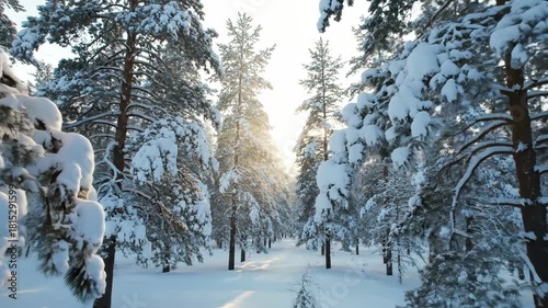 Enchanting Snow Winter Forest Landscape Serene Outdoor Nature Path with Sun Shining Through Pine Trees, Capturing Tranquil Season Vibes