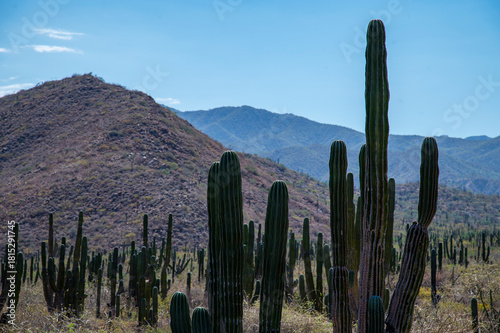 Mexican giant cardon cactus field in the desert in Baja California Sur La Paz Mexico (Pachycereus pringlei)