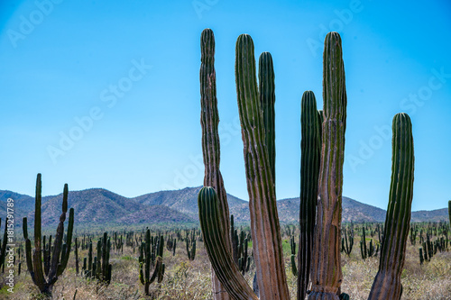 Mexican giant cardon cactus field in the desert in Baja California Sur La Paz Mexico (Pachycereus pringlei)