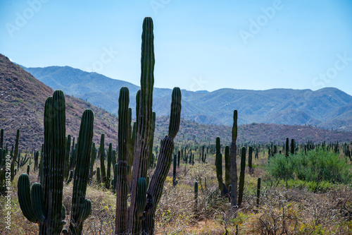 Mexican giant cardon cactus field in the desert in Baja California Sur La Paz Mexico (Pachycereus pringlei)
