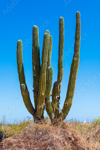 Mexican giant cardon cactus field in the desert in Baja California Sur La Paz Mexico (Pachycereus pringlei)