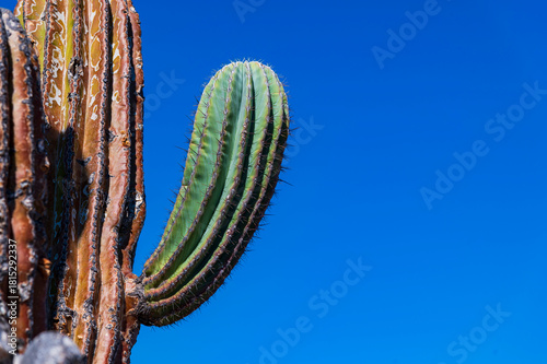 Mexican giant cardon cactus field in the desert in Baja California Sur La Paz Mexico (Pachycereus pringlei)