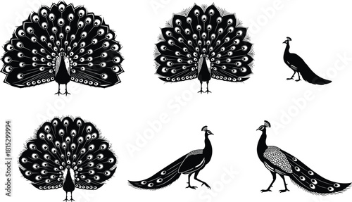 Peacock silhouette illustration set, detailed feather display artwork, elegant bird designs, decorative animal vector collection for nature and ornamental themes