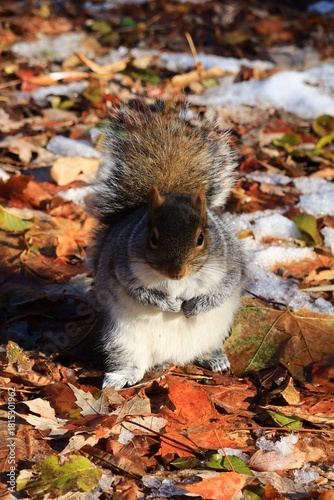 Squirrel in Autumn Leaves with snow