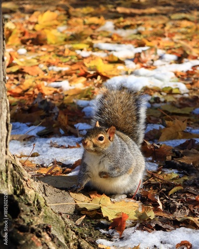 Squirrel in Autumn Leaves with snow