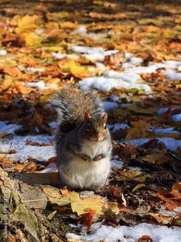 Squirrel in Autumn Leaves with snow