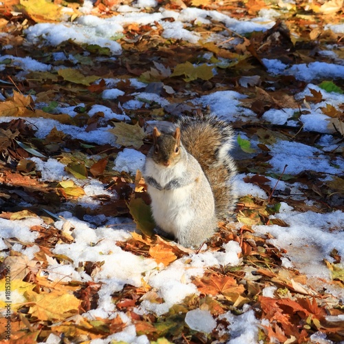 Squirrel in Autumn Leaves with snow