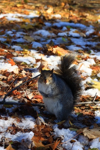 Squirrel in Autumn Leaves with snow