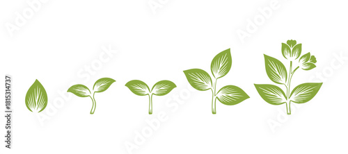 Growth phases. All white shapes are extracted from the icons and integrated, making the background visible.