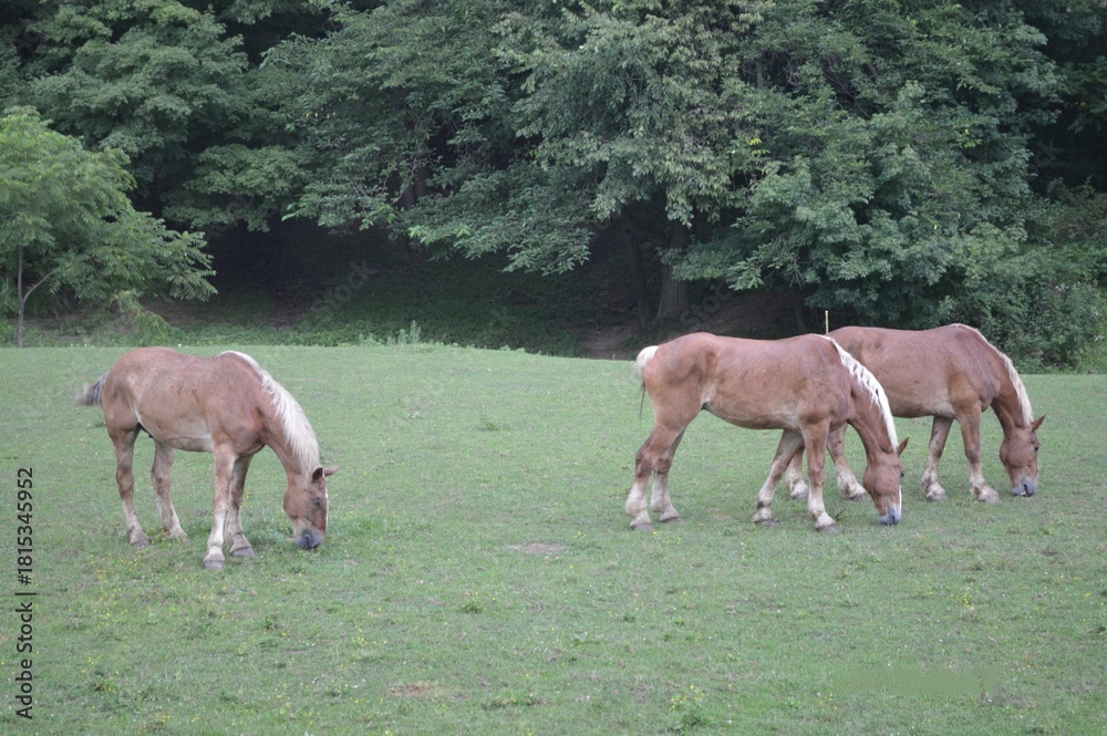Obraz premium Three Belgian draft horses grazing in a green pasture near the forest edge