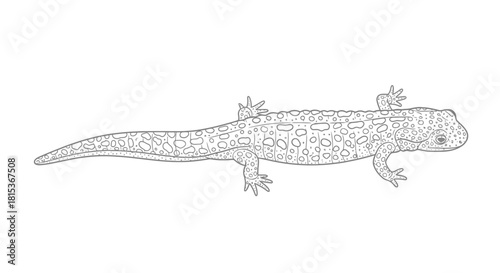 Detailed line drawing of an axolotl salamander
