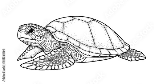 Detailed black and white illustration of a turtle