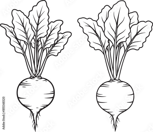 Two hand drawn beetroot vegetables silhouette