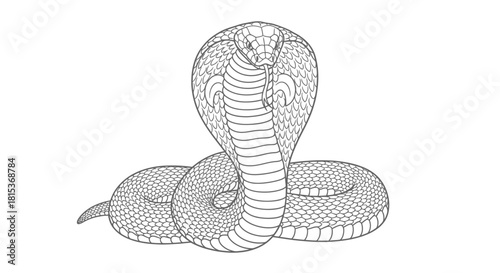 Detailed line art illustration of a cobra snake