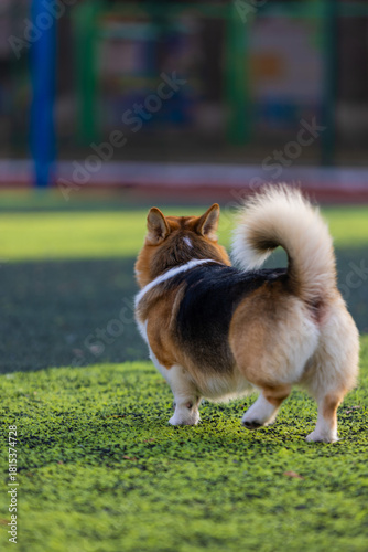 corgi walks across a lush green field with its fluffy tail held high enjoying the warm sunlight on a clear day. The dog appears curious and playful.