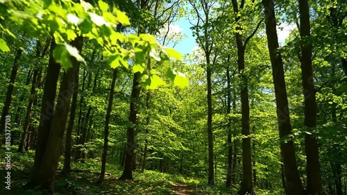 Serene forest sunlight filters through lush green leaves, creating tranquil nature woods, vibrant trees, dappled sunlight, leaf canopy evoking peace