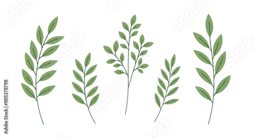 A simple and elegant collection of five green botanical branches with leaves drawn in a clean flat style.