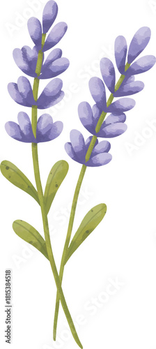 Lavender Flower Illustration – Botanical Purple Lavender
