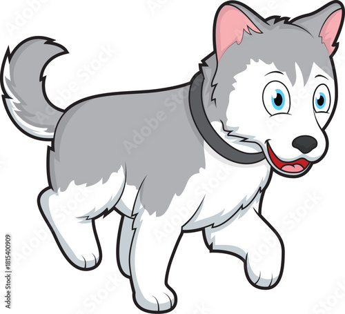 Cute Husky dog walking