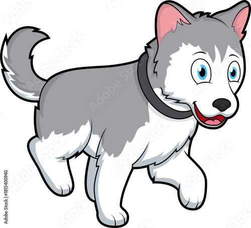 Cute Husky dog walking