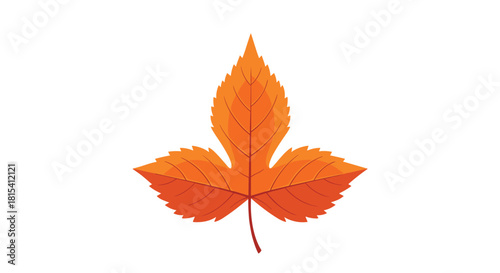 A vibrant orange autumn leaf with pointed lobes and serrated edges, isolated on a white background.