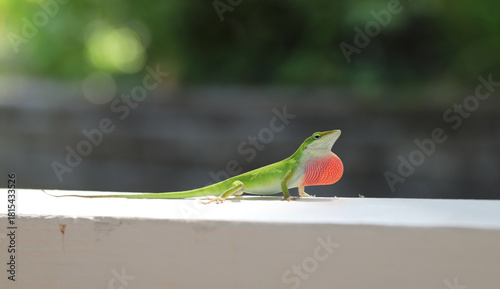 Male green anole lizard (Anolis carolinensis) on a backyard porch railing exhibiting territorial behavior by showing off his bright pink dewlap. 