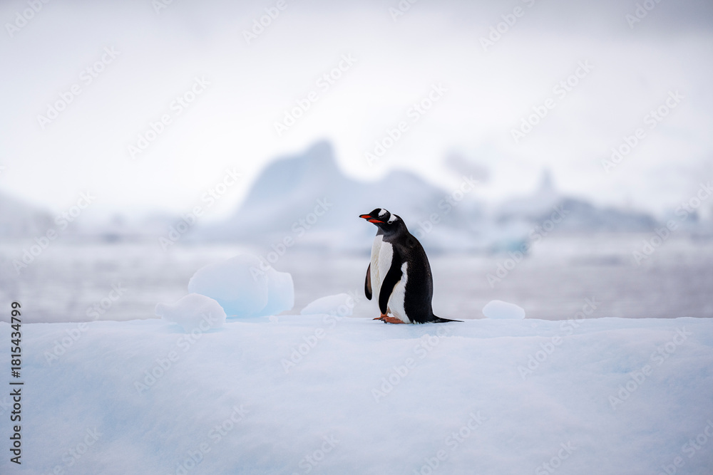 Obraz premium penguin in antarctica