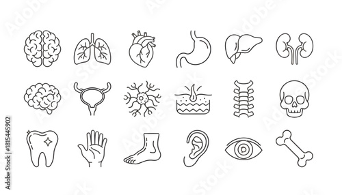 Line icons of human body organs and skeletal system on white background