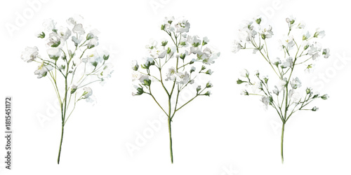 Background with tiny white flowers (gypsophila paniculata), blurred. Flower transparent background	