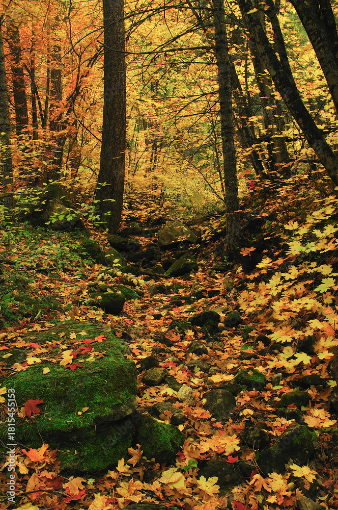 Obraz premium Fall colors at West Fork, Oak Creek Canyon