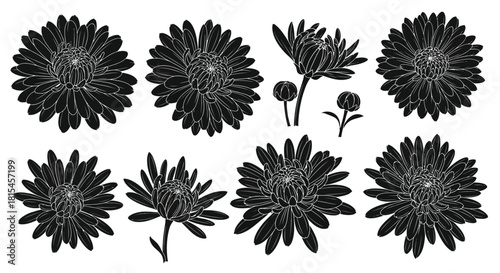 Elegant black and white dahlia floral design elements for your creative project