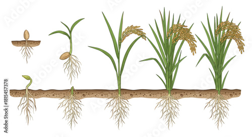 Rice plant life cycle stages showing roots and growth from seed to harvest
