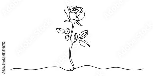 Continuous line rose drawing isolated on transparent background, isolated on white background, Vector, illustration