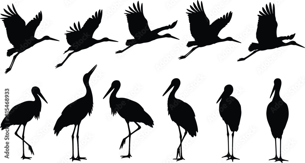 Naklejka premium Set of black stork silhouettes showing flying and standing birds isolated on white background vector illustration collection for nature and wildlife design.