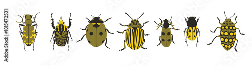 Set of Beetles vector illustration