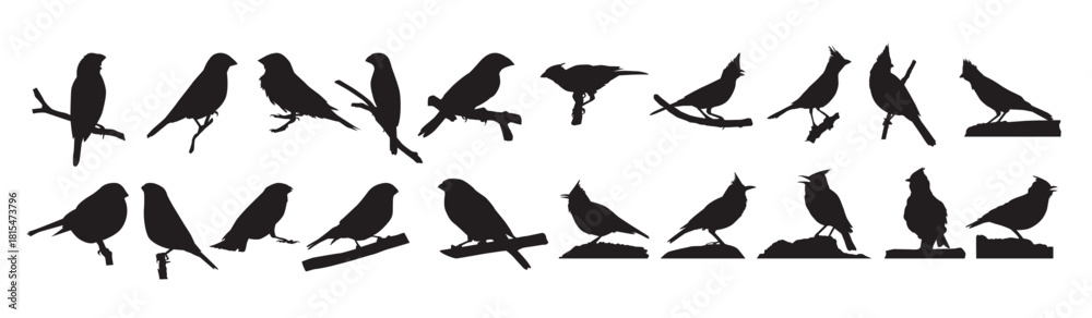 Obraz premium birds breeds .