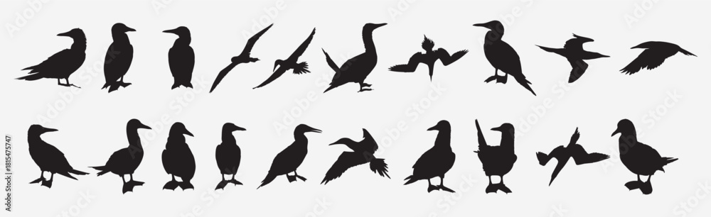 Obraz premium blue footed booby bird silhouette 