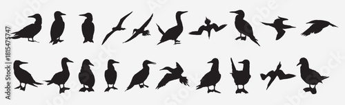 blue footed booby bird silhouette 