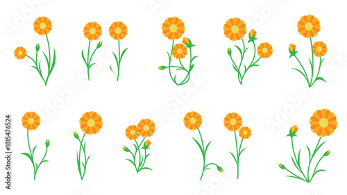 calendula plant vector
