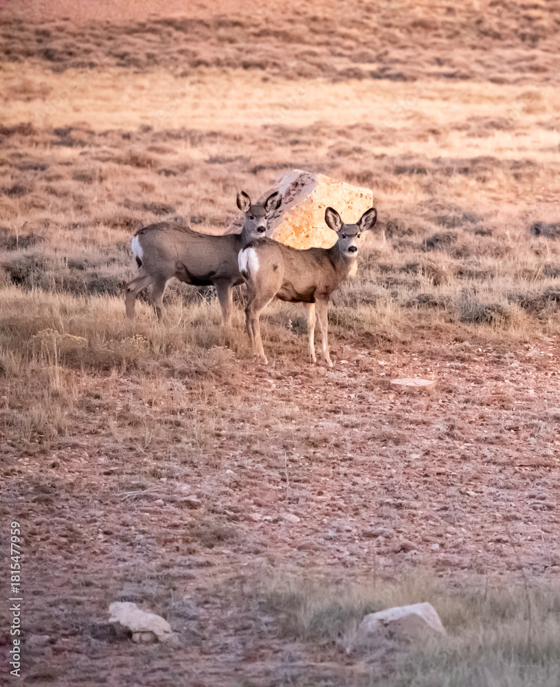 Naklejka premium A couple of Deer in the Wyoming prairie sunset