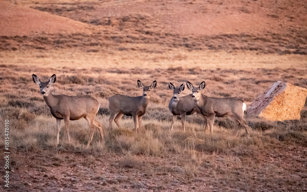 Fototapeta premium Herd of deer looking ahead in desert prairie in Wyoming