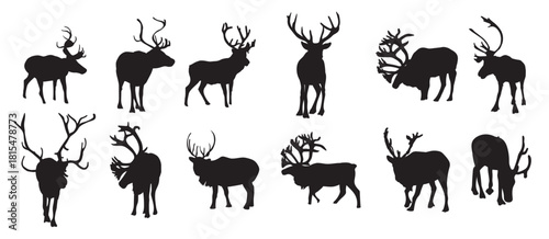 Set of Caribou vector illustration