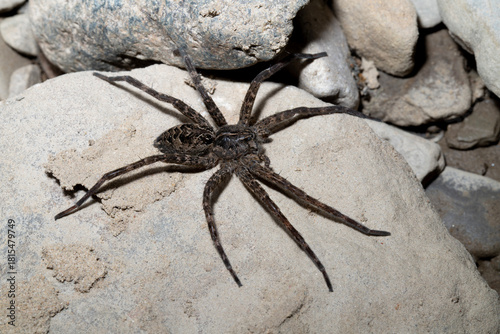 Close-up of a large striped fishing spider (Dolomedes scriptus) on a large pale rock on the edge of a river.  These semi-aquatic arachnids prefer habitats next to water, and stalk their prey. 