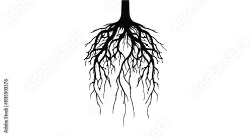 Intricate network of tree roots against a clean white background, symbolizing growth and connection