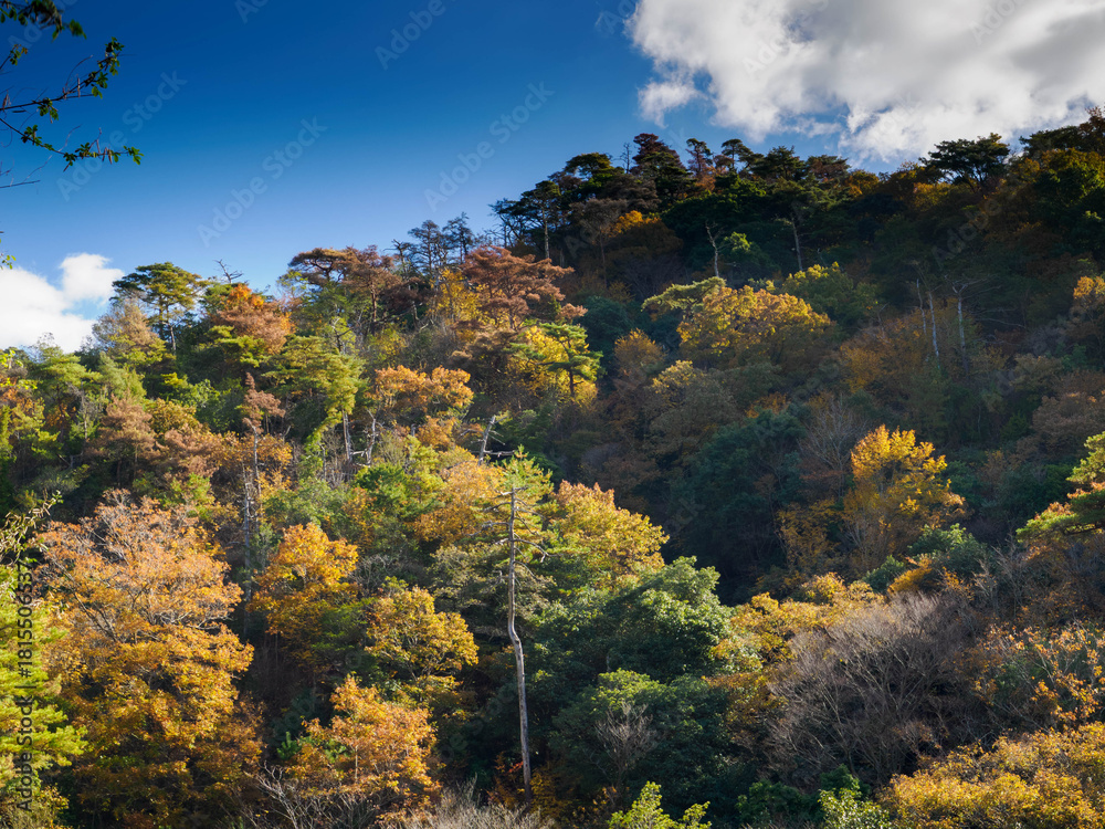 Fototapeta premium 神戸六甲山の秋 登山道の木々が色づく