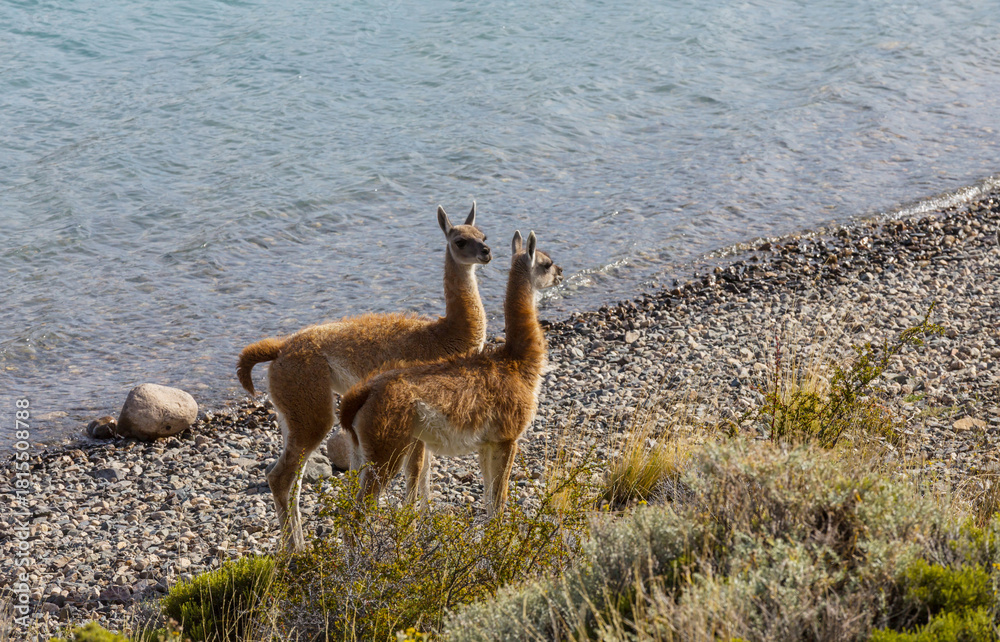 Obraz premium Guanaco