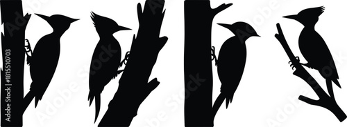 Woodpeckers perched on tree trunks and branches, forest birds silhouettes, nature wildlife, animal behavior, birdwatching, outdoor scene, natural habitat, black and white