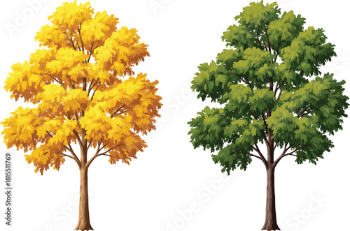 Yellow tree, green tree, seasonal contrast, foliage transition, summer to autumn, botanical scene, nature change, deciduous trees, vibrant leaves, landscape view