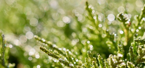 Green plant covered in many clear morning dew drops creating sparkling bokeh background outdoor