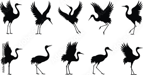 Crane bird silhouettes, flying and standing poses, elegant avian movements, wildlife vector collection, black crane shapes, nature design elements, graceful birds